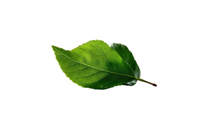 Vibrant Leaf Unveiled: A close-up captures a radiant green leaf, its delicate veins and intricate edges revealed, inviting viewers to observe the pure essence of nature.
