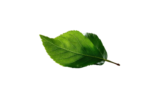 Vibrant Leaf Unveiled: A close-up captures a radiant green leaf, its delicate veins and intricate edges revealed, inviting viewers to observe the pure essence of nature.