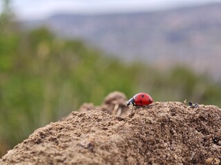 ladybird on a tree