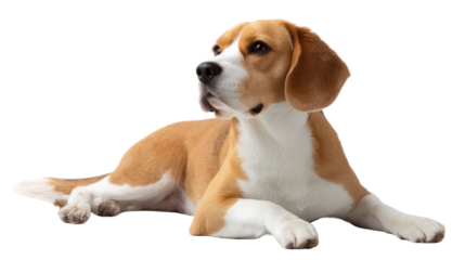 Beagle's Curious Gaze:  A curious beagle with a distinctive tri-colored coat lies on a white background, attentively observing something off-screen. Its ears are perked up.