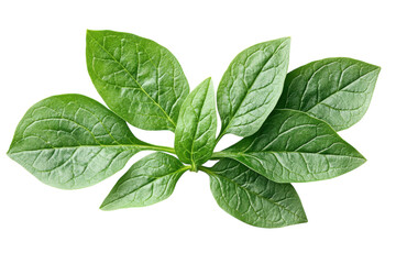Fototapeta premium Lush green leaves vibrant foliage nature plant botanical bright white background fresh organic