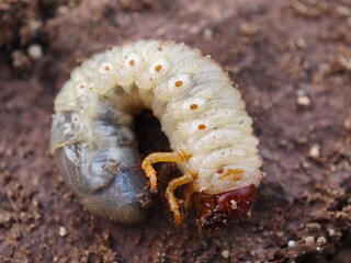 close up of caterpillar