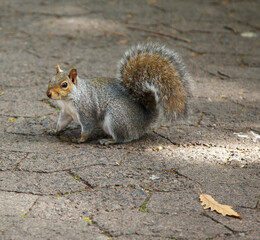 Cute squirrel in Company gardens Cape Town, South Africa