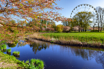 Sunny spring landscape with small pond with a cherry blossom on the shore in Victory Park, Riga, Latvia. Large Ferris wheel in the background.