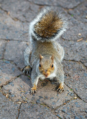 Cute squirrel in Company gardens Cape Town, South Africa