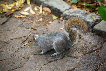 Cute squirrel in Company gardens Cape Town, South Africa