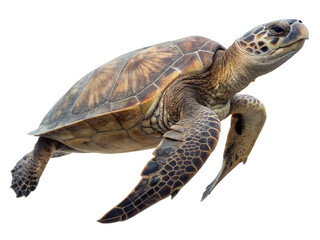 Obraz premium Swimming Sea Turtle in Ocean Environment Isolate on transparent background cutout, PNG file, Cutout file