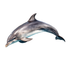 Fototapeta premium Isolated dolphin swimming gracefully on a black background space