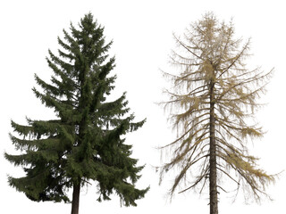 Fototapeta premium Different Types of Coniferous Trees Isolate on transparent background cutout, PNG file, Cutout file