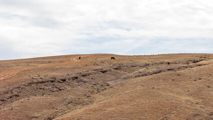 In the heart of Moab’s red rock desert, cattle lounge across the rocky open range