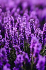 Obraz premium Lush purple lavender field close-up