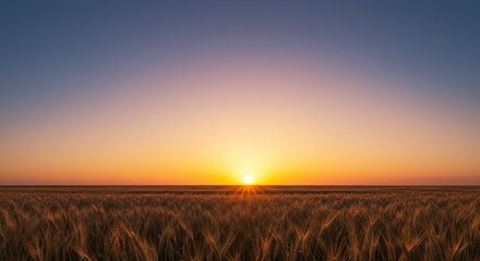 Golden Hour Sunset over a Vast Wheat Field A Serene Landscape Photography