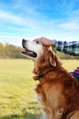 Very Happy Old Golden Retriever Dog Outside Enjoying Pet from Owner