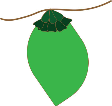 green coconat with white background & vector illustration design