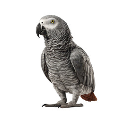 A full body shot of an african grey parrot standing on its feet