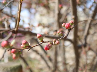 red budding flower on a tree