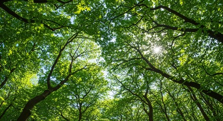 Fototapeta premium Lush Green Canopy Sunlight Dappled Through Forest Trees, Nature Photography