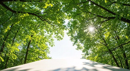 Fototapeta premium Sunlit Canopy A Serene Path Through Lush Green Trees and Sunlight