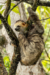 Three-toed Sloth (order Pilosa), tree-dwelling mammal noted for its slowness of movement