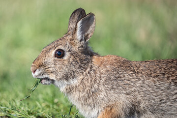 Close-up portrait of Eastern Cottontail Rabbit eating grass