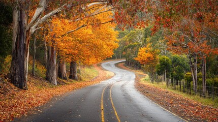 Fototapeta premium Autumnal winding road through colorful forest.