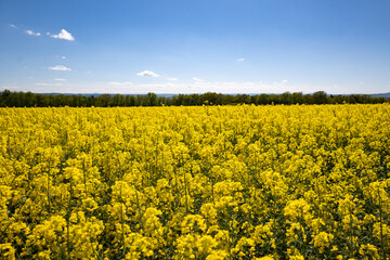 Fototapeta premium Vast Blooming Canola Field Under Clear Blue Sky on a Sunny Spring Day with Forest Line and Distant Hills
