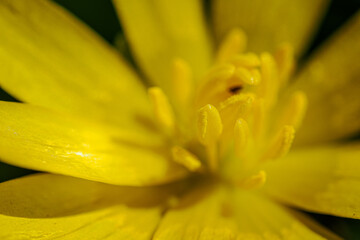 Fototapeta premium Detail on the pistils of a spring flower. 