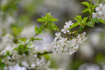 Close-up of cherry blossom on a branch.
