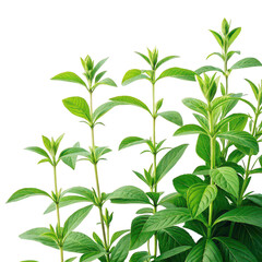 Green plants png indoor green plants png leafy green plants png botanical green plants png nature greenery png white background image