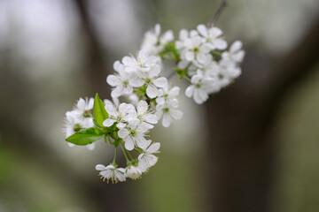 Obraz premium Close-up of cherry blossom on a branch. 