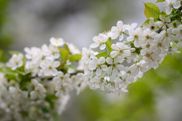 Close-up of cherry blossom on a branch.
