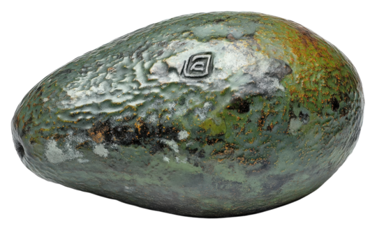 Spoiled avocado with moldy texture showing signs of decay against white background