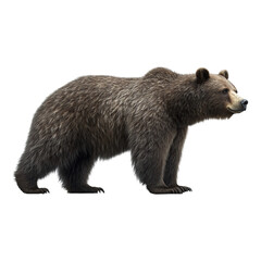 Fototapeta premium A brown bear standing in profile, side view