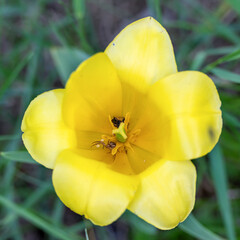 A spider with prey inside a yellow tulip shaped like a crown. Top view of a yellow tulip in the...