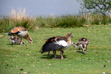 Egyptian goose Alopochen aegyptiaca with goslings at the edge of a pond