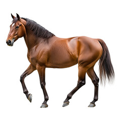 Beautiful brown horse walking sideways, side view,