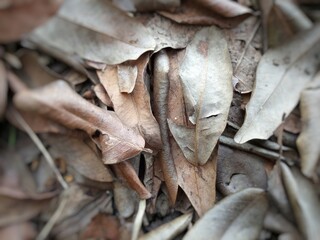 piles of dry, brown leaves scattered on the ground
