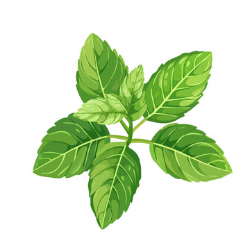 green basil leaves isolated on white clip art preview
