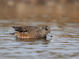 Female American Wigeon swimming on the pond in fall