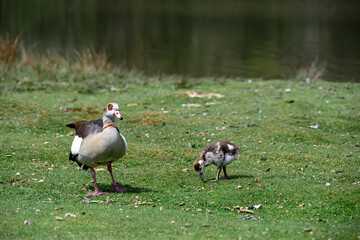 Egyptian goose Alopochen aegyptiaca with cute gosling by the water