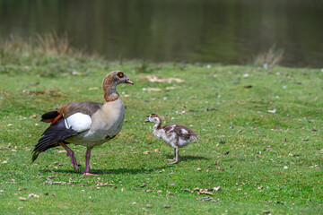 Egyptian goose Alopochen aegyptiaca with gosling