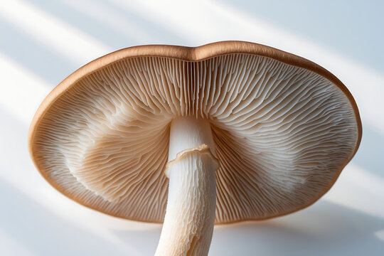Mushroom Gills Underside Cap Close Up Macro Details