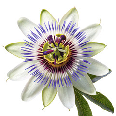 Passionflower png passion flower png exotic flower png purple passionflower bloom png vibrant passion flower png white background image