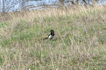 Common magpie walking between blades of grass in wild meadow. Single bird of pica pica the crow family forag in springtime. Black and white bird looking in green ground. Wildlife in natural habitat.