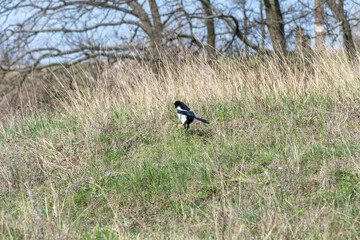 Common magpie walking between blades of grass in wild meadow. Single bird of pica pica the crow family forag in springtime. Black and white bird looking in green ground. Wildlife in natural habitat.