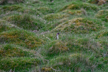 green woodpecker picus viridis standing on a grassy hillock