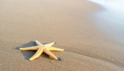 Starfish on the Beach: A lone starfish lies nestled in the warm, golden sand of a tranquil beach, as the gentle tide laps at its edges, leaving behind a shimmer of reflection.