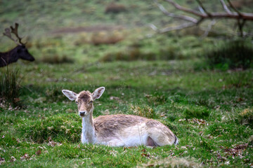 close up portrait of a pretty fallow deer dosing in the spring sunshine