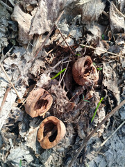 Cracked walnut shells rest on a bed of dry, textured brown leaves interspersed with wispy green...