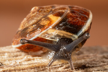Escargot Hélice carénée (Hygromia cinctella) sur un morceau de bois en milieu naturel